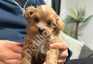 MALTİPOO CİNSİ YAVRULAR EV ÜRETİMİ