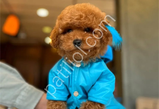 Mağazamızdan Bebek Surat ToyPoodle Yavrularımız