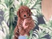 Dost canlısı toy poodle yavruları