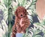 Dost canlısı toy poodle yavruları