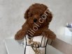TOY POODLE SEVİMLİ YAVRULAR EV ÜRETİMİ