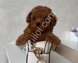 TOY POODLE SEVİMLİ YAVRULAR EV ÜRETİMİ