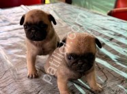 Son erkek dişi Pug mobs bebekler