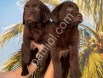 RESMİ İŞLETMEDEN LABRADOR YAVRULARI