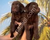 RESMİ İŞLETMEDEN LABRADOR YAVRULARI