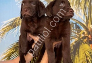 RESMİ İŞLETMEDEN LABRADOR YAVRULARI