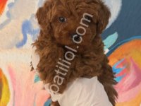 Denizli Merkez Teslime Hazır Poodle Bebekler