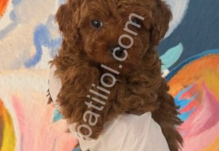 DENİZLİ MERKEZ TESLİME HAZIR POODLE BEBEKLER