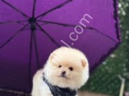 POMERRİAN boo yavrular