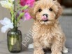 Ev Doğumlu Maltipoo Yavrular