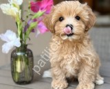 Ev Doğumlu Maltipoo Yavrular