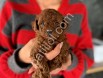 Yeni yuvasını bekleyen mini toy poodle