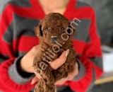 Yeni yuvasını bekleyen mini toy poodle