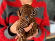 Yeni yuvasını bekleyen mini toy poodle