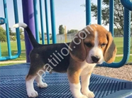 RESMİ İŞLETMEDEN BEAGLE YAVRULARI