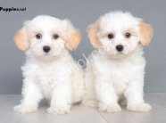 MALTESE TERRİER CİNSİ YAVRULAR