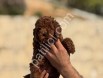 Red Brown Toy Poodle Bebekler