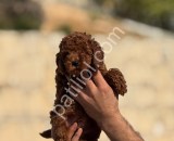 Red Brown Toy Poodle Bebekler