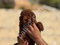 Red Brown Toy Poodle Bebekler
