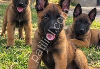 Profesyonel Yetiştiricilikten Malinois Yavruları