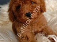 Veteriner teknikerinden ırk ve sağlık garantili Toy Poodle