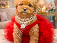 Maltipoo Cinsi Yavrular Ev Üretimi