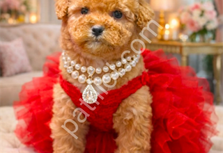 MALTİPOO CİNSİ YAVRULAR EV ÜRETİMİ