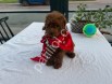 Oyuncak Peluş gibi Toy Poodle