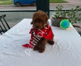 Oyuncak Peluş gibi Toy Poodle