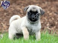 PUG MOPS YAVRULAR EV ÜRETİMİ
