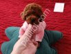 Tuvalet Eğitimli Toy Poodle Bebekler