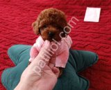 Tuvalet Eğitimli Toy Poodle Bebekler