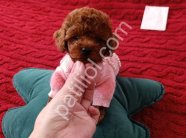 Tuvalet Eğitimli Toy Poodle Bebekler