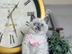 British Shorthair Bluepoint yavrular