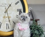 British Shorthair Bluepoint yavrular