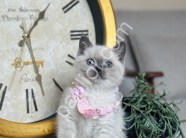 British Shorthair Bluepoint yavrular