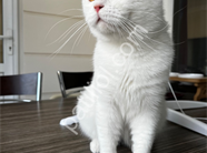 2 Yaşında Kısır Erkek Kedi