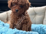 A Kalite Toy Poodle Yavrular