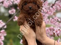 Toy Poodle Sevimli Yavrular