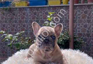 EGZOTİK FRENCH BULLDOG YAVRULARIM HARİKA RENKLER VE ANATOMİLER