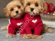 Satılık Maltipoo Yavru Köpek İlanı