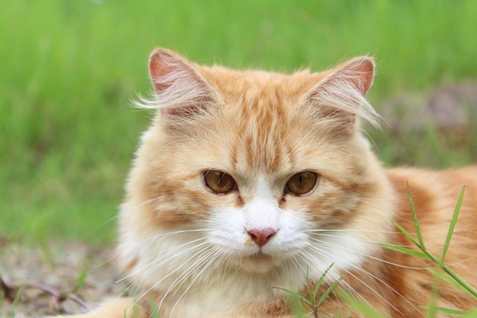 Kedi Dostunuzun Yaşamını Zenginleştirecek Oyunlar ve Oyuncaklar