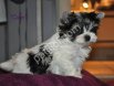 SEVİMLİ Shih Tzu CİNSİ YAVRULAR