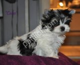 SEVİMLİ Shih Tzu CİNSİ YAVRULAR