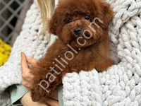 Toy Poodle Sevimli Yavrular