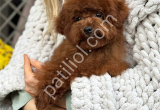 TOY POODLE SEVİMLİ YAVRULAR