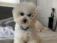 Maltese Terrier Cinsi Yavrular