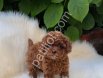 Tatlı ve nazik orjinal Toy Poodle yavruları