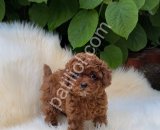 Tatlı ve nazik orjinal Toy Poodle yavruları