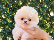 Pomeranian boo yavrular ev ortamında